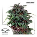 Durban Poison (Dutch Passion) Feminiserede