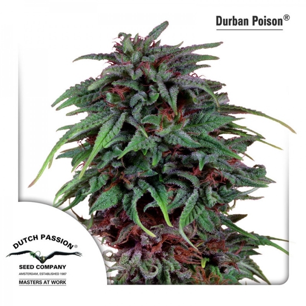Durban Poison (Dutch Passion) Feminiserede