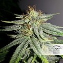 Durban Poison (Dutch Passion) Feminiserede