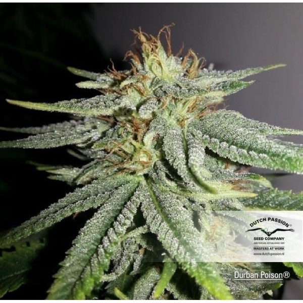 Durban Poison (Dutch Passion) Feminiserede