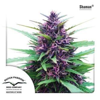 Shaman (Dutch Passion) feminiserede cannabisfr&oslash;