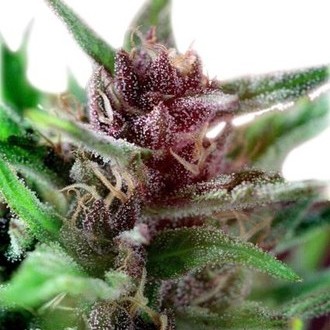 Shaman (Dutch Passion) Feminiserede