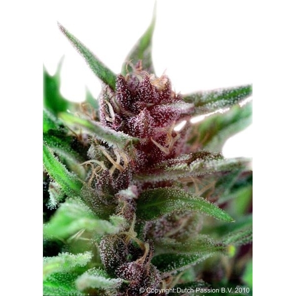 Shaman (Dutch Passion) Feminiserede