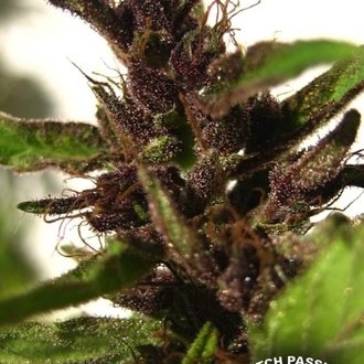 Shaman (Dutch Passion) Feminiserede