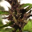 Shaman (Dutch Passion) Feminiserede