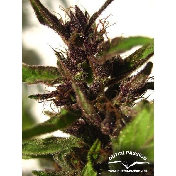 Shaman (Dutch Passion) Feminiserede