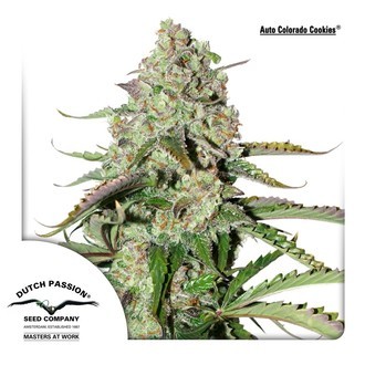 Auto Colorado Cookies (Dutch Passion) Feminiserede
