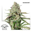 Auto Colorado Cookies (Dutch Passion) Feminiserede