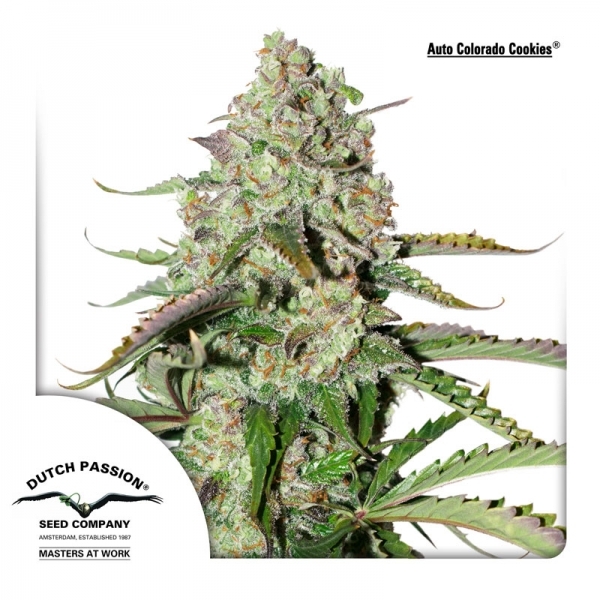 Auto Colorado Cookies (Dutch Passion) Feminiserede