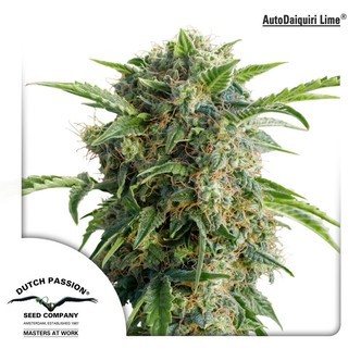 AutoDaiquiri Lime (Dutch Passion) feminiseret