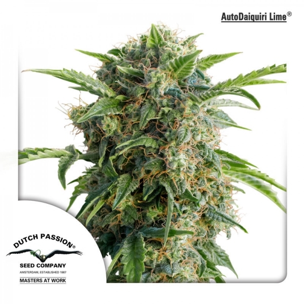 Auto Daiquiri Lime (Dutch Passion) Feminiserede