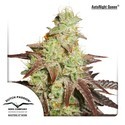 Auto Night Queen (Dutch Passion) Feminiserede
