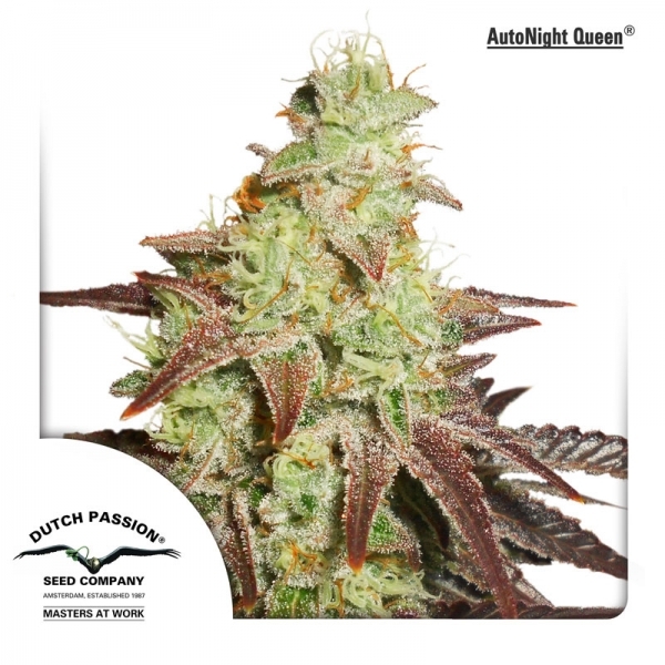 Auto Night Queen (Dutch Passion) Feminiserede