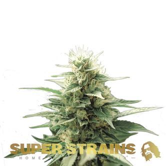 Automatic Fini (Super Strains) feminiserede