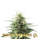 Autoflower Fini (Super Strains) Feminiserede