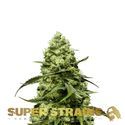 Turing Autoflowering (Super Strains) Feminiserede