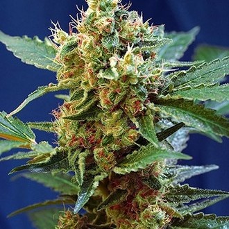 Cream Mandarine XL Auto (Sweet Seeds) Feminiserede