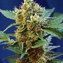Cream Mandarine XL Auto (Sweet Seeds) Feminiserede