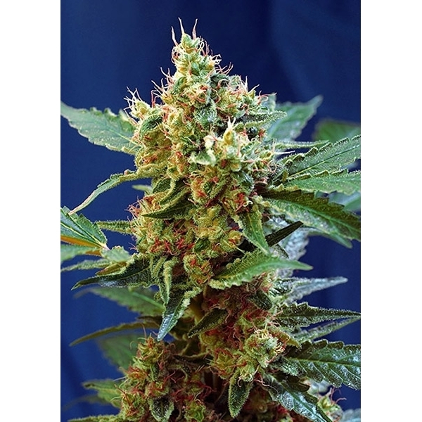 Cream Mandarine XL Auto (Sweet Seeds) Feminiserede