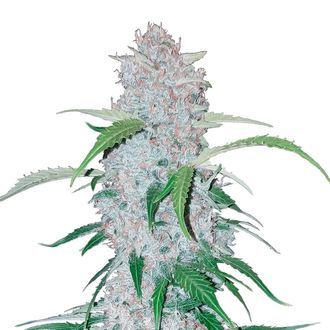 Six Shooter Auto (FastBuds) Feminiserede