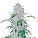 Six Shooter Auto (FastBuds) Feminiserede
