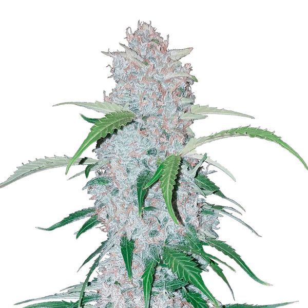 Six Shooter Auto (FastBuds) Feminiserede