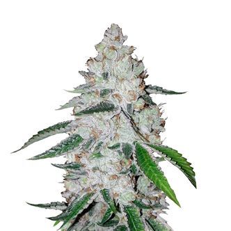 West Coast O.G. Auto (FastBuds) feminiserede