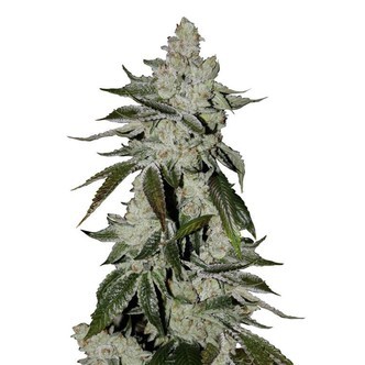 Girl Scout Cookies Auto (FastBuds) feminiserede