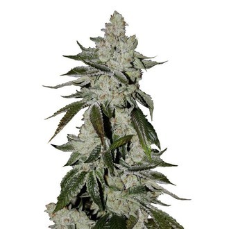 Girl Scout Cookies Auto (FastBuds) Feminiserede