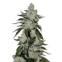 Girl Scout Cookies Auto (FastBuds) Feminiserede