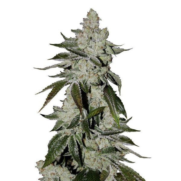 Girl Scout Cookies Auto (FastBuds) Feminiserede