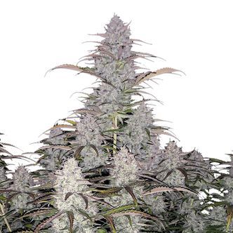 Green Crack Auto (FastBuds) feminiserede