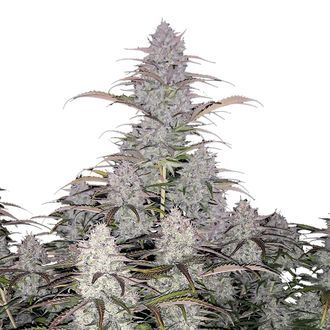 Green Crack Auto (FastBuds) Feminiserede