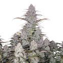 Green Crack Auto (FastBuds) Feminiserede
