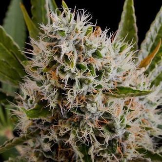 Lithium OG Kush Autoflower (Nirvana) feminiserede