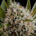 Lithium OG Kush Autoflower (Nirvana) Feminiserede