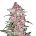 Blackberry Auto (FastBuds) Feminiserede