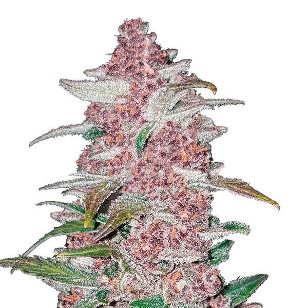 Blackberry Auto (FastBuds) Feminiserede
