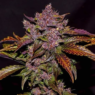 Blackberry Auto (FastBuds) Feminiserede