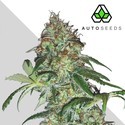 Sucker Punch (Auto Seeds) Feminiserede