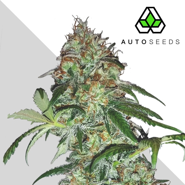 Sucker Punch (Auto Seeds) Feminiserede