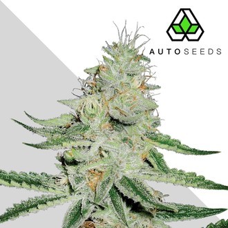 Dreamberry (Auto Seeds) Feminiserede
