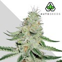 Dreamberry (Auto Seeds) Feminiserede