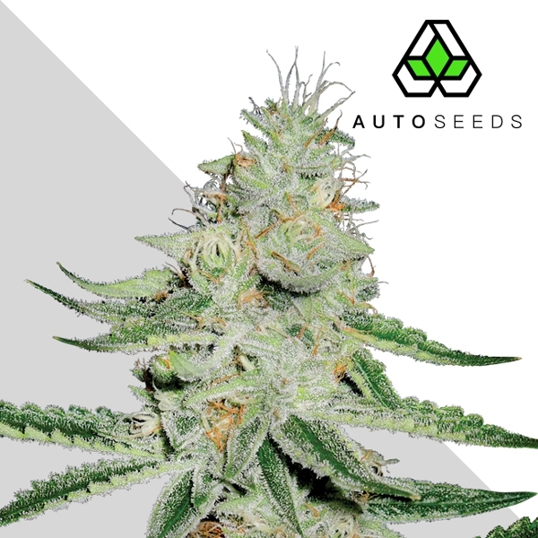 Dreamberry (Auto Seeds) Feminiserede