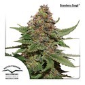 Strawberry Cough (Dutch Passion) Feminiserede
