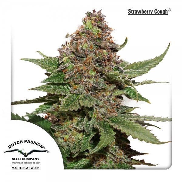 Strawberry Cough (Dutch Passion) Feminiserede