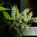 Strawberry Cough (Dutch Passion) Feminiserede