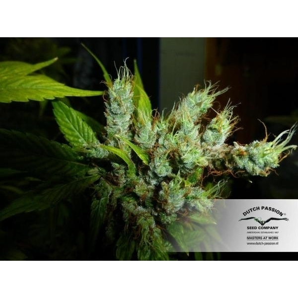 Strawberry Cough (Dutch Passion) Feminiserede