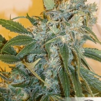 Strawberry Cough (Dutch Passion) Feminiserede