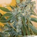 Strawberry Cough (Dutch Passion) Feminiserede